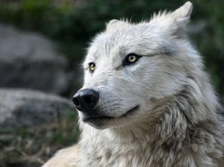 Œdème de Quincke chien